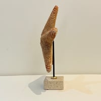 Image 7 of Grande étoile de mer naturelle Protoreaster Nodosus sur socle en marbre.