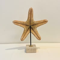 Image 5 of Grande étoile de mer naturelle Protoreaster Nodosus sur socle en marbre.
