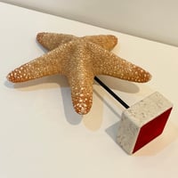 Image 8 of Grande étoile de mer naturelle Protoreaster Nodosus sur socle en marbre.