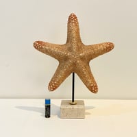 Image 4 of Grande étoile de mer naturelle Protoreaster Nodosus sur socle en marbre.