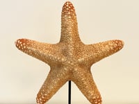 Image 2 of Grande étoile de mer naturelle Protoreaster Nodosus sur socle en marbre.
