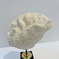 Image 5 of Ancien gros corail blanc naturel vague sur socle en bois d'ébène style fin XIXe