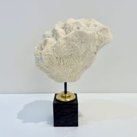 Image 1 of Ancien gros corail blanc naturel vague sur socle en bois d'ébène style fin XIXe