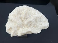 Image 7 of Ancien gros corail blanc naturel vague sur socle en bois d'ébène style fin XIXe