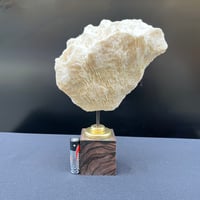 Image 3 of Ancien gros corail blanc naturel vague sur socle en bois d'ébène style fin XIXe