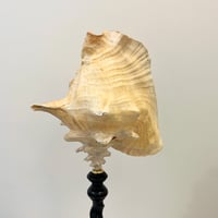 Image 6 of XXL - Ancien gros coquillage conque Strombus gigas sur socle bois Napoléon III
