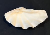 Image 3 of Vide-poches gros coquillage bénitier naturel années 70 porte savon