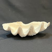 Image 8 of Vide-poches gros coquillage bénitier naturel années 70 porte savon