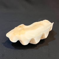 Image 7 of Vide-poches gros coquillage bénitier naturel années 70 porte savon