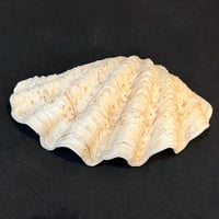 Image 9 of Vide-poches gros coquillage bénitier naturel années 70 porte savon