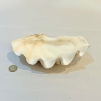 Image 2 of Vide-poches gros coquillage bénitier naturel années 70 porte savon