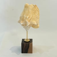 Image 3 of Ancien coquillage conque Strombus Latus sur socle en bois d'ébène