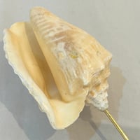 Image 2 of Ancien coquillage conque Strombus Latus sur socle en bois d'ébène