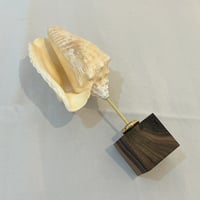 Image 4 of Ancien coquillage conque Strombus Latus sur socle en bois d'ébène