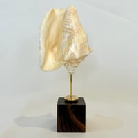 Image 1 of Ancien coquillage conque Strombus Latus sur socle en bois d'ébène