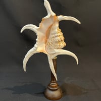 Image 2 of Coquillage Harpago Chiragra sur socle en bois tourné style fin XIXe