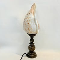 Image 6 of Grande Lampe veilleuse coquillage Conque sur socle en bronze - Pièce unique