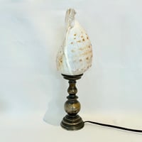 Image 7 of Grande Lampe veilleuse coquillage Conque sur socle en bronze - Pièce unique