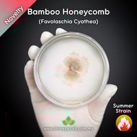 Image 1 of Bamboo Honeycomb (Favolaschia Cyathea) Live Mycelium Mushroom Culture Spawn Seed