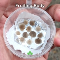 Image 3 of Bamboo Honeycomb (Favolaschia Cyathea) Live Mycelium Mushroom Culture Spawn Seed