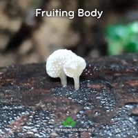 Image 2 of Bamboo Honeycomb (Favolaschia Cyathea) Live Mycelium Mushroom Culture Spawn Seed