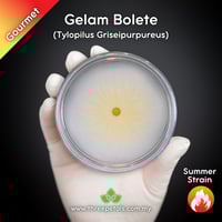 Image 1 of Gelam Bolete (Tylopilus Griseipurpureus) Live Mycelium Mushroom Culture Spawn Seed
