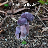 Image 2 of Gelam Bolete (Tylopilus Griseipurpureus) Live Mycelium Mushroom Culture Spawn Seed