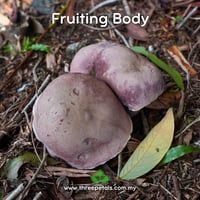 Image 4 of Gelam Bolete (Tylopilus Griseipurpureus) Live Mycelium Mushroom Culture Spawn Seed