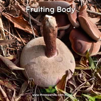 Image 5 of Gelam Bolete (Tylopilus Griseipurpureus) Live Mycelium Mushroom Culture Spawn Seed