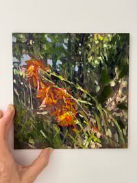 Image 1 of Sunlit Montbretia 