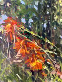 Image 2 of Sunlit Montbretia 