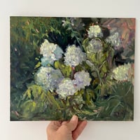 Image 4 of Hydrangea Annabelle  