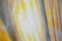Image 7 of The Fellowship in Lothlórien