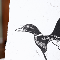 Image 2 of Mallard in Flight Linocut Print