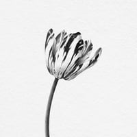 Image 2 of TULIPA ANNA