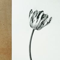 Image 5 of TULIPA ANNA