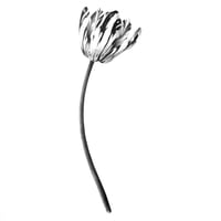 Image 1 of TULIPA ANNA
