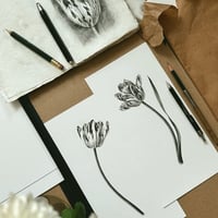 Image 4 of TULIPA ANNA