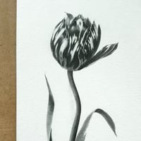 Image 5 of TULIPA CATHARINA