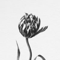 Image 2 of TULIPA CATHARINA