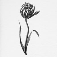 Image 3 of TULIPA CATHARINA