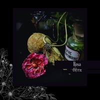 Image 3 of ☽ Rosa ☾