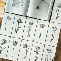 Image 4 of TULIPA GEERTRUYD