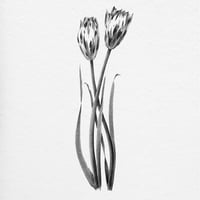 Image 3 of TULIPA GEERTRUYD