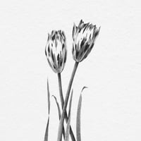 Image 2 of TULIPA GEERTRUYD