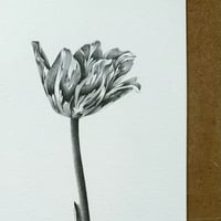 Image 5 of TULIPA JOHANNA