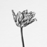 Image 2 of TULIPA JOHANNA