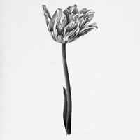 Image 3 of TULIPA JOHANNA