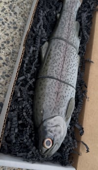 Image 2 of Immortal Trout “Dark Trout”