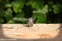 Image 2 of Oak Bead